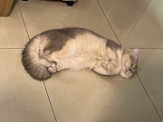 安老板